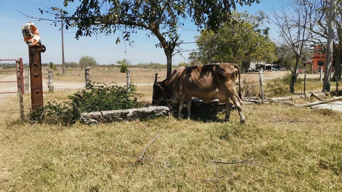 El ganado esta muriendo